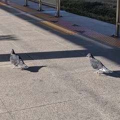 Columba livia domestica