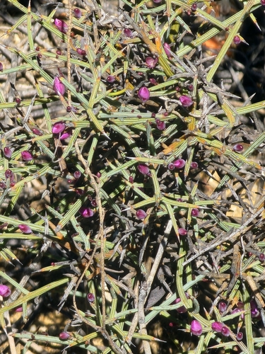 Comesperma spinosum (Comesperma spinosum)