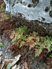 Asplenium adiantum-nigrum