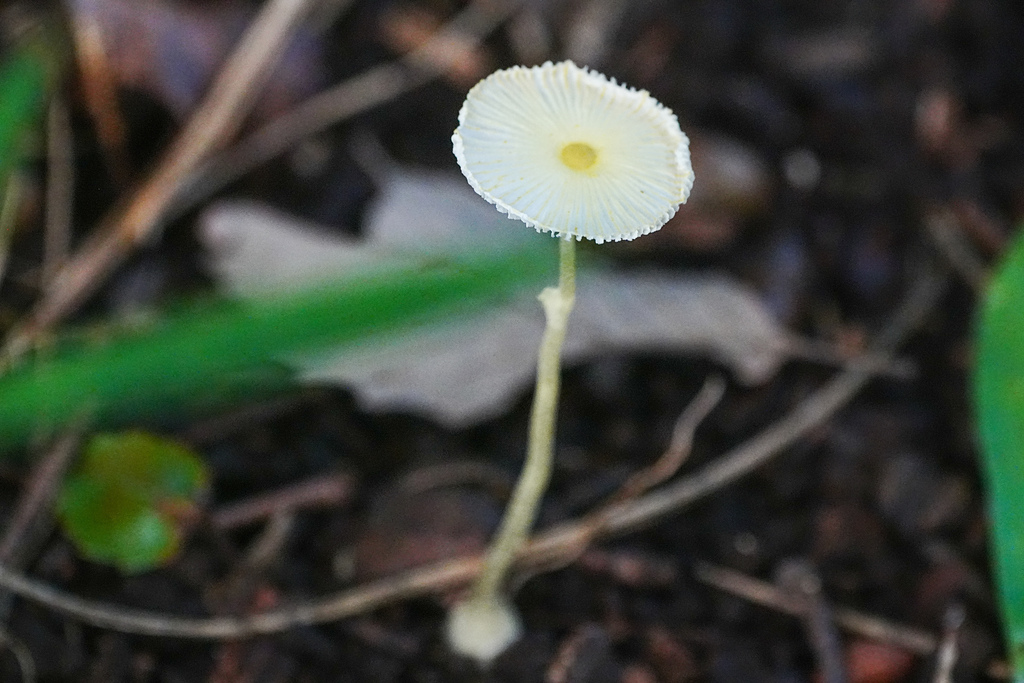 Leucocoprinus fragilissimus · September 2025 · photo: © tbc_watanabe (iNaturalist, cc-by-sa)