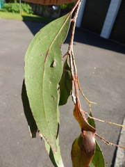 Eucalyptus brookeriana