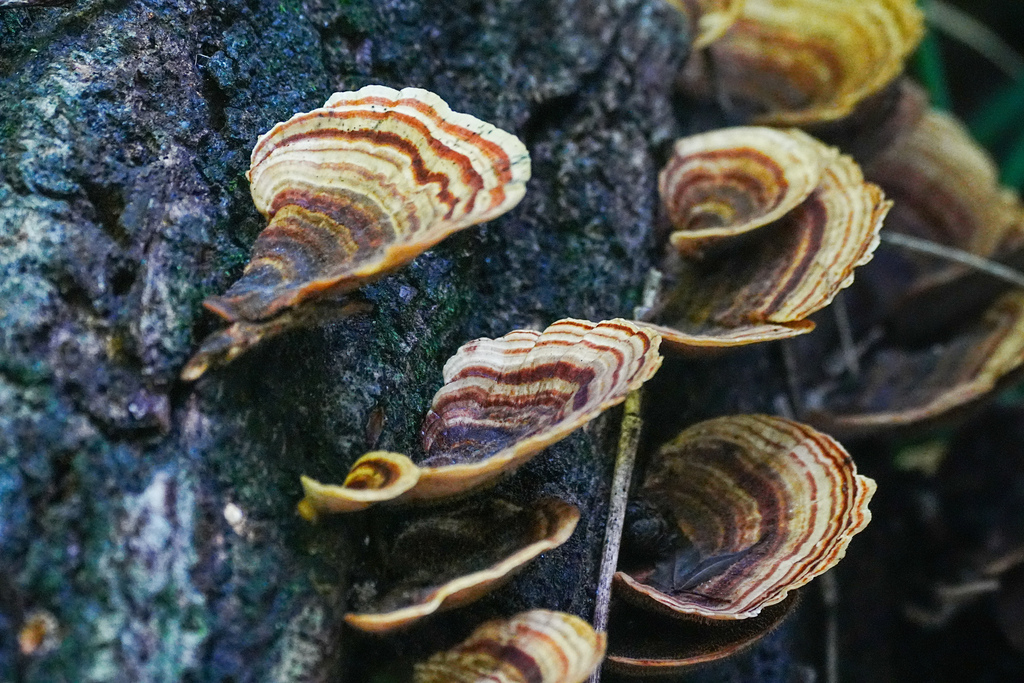 Microporus affinis · September 2025 · photo: © tbc_watanabe (iNaturalist, cc-by-sa)