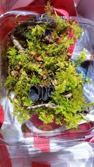 Plectania rhytidia