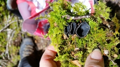 Plectania rhytidia