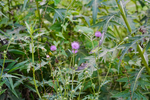 Cirsium nipponicum iNat (3)
