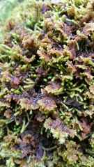 Gackstroemia weindorferi