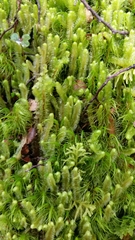 Geocalycaceae