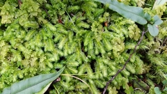 Schistochila nobilis