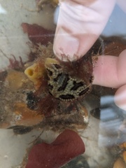 Botryllus schlosseri