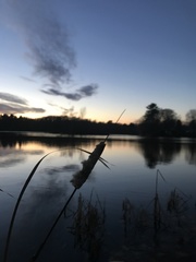 Cestrum salicifolium