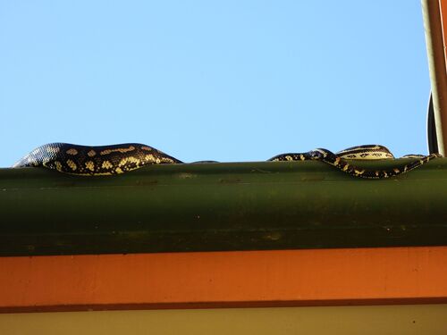 Coastal Carpet Python sighting