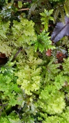 Trichocolea mollissima