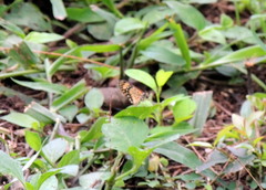 Acraea serena