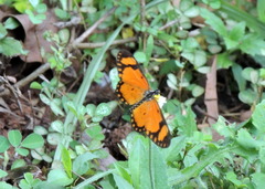 Acraea serena