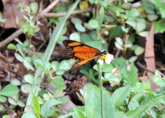 Acraea serena