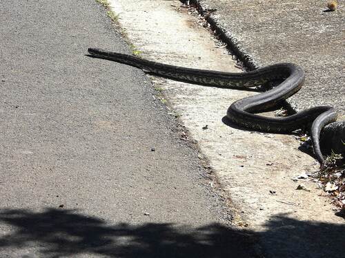 Coastal Carpet Python sighting