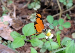 Acraea serena