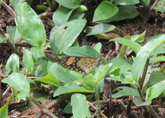 Acraea serena