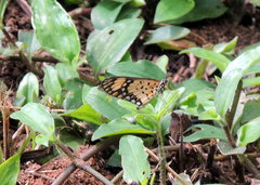 Acraea serena