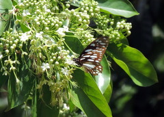 Graphium leonidas