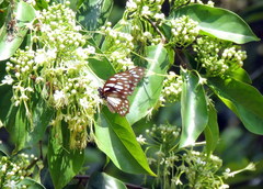 Graphium leonidas