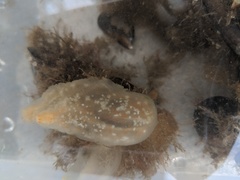 Phlebobranchia