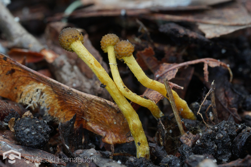 Tolypocladium intermedium