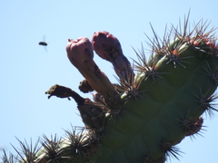 Stenocereus standleyi
