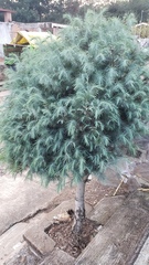 Pinus maximartinezii