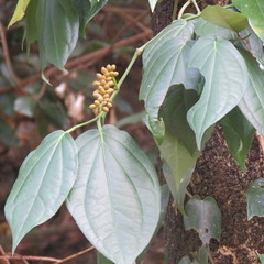 Piper lanatum