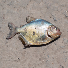 Serrasalmus maculatus