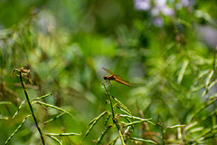 Perithemis icteroptera