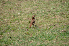 Furnarius rufus