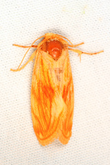 Cirrhophanus pretiosa