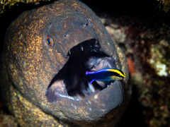Hawaiian cleaner wrasse