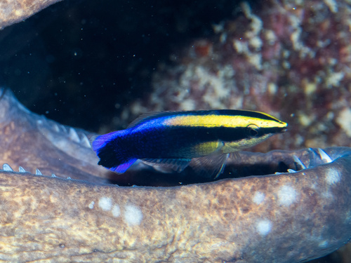 Hawaiiaanse poetslipvis (Labroides phthirophagus) — Labridae