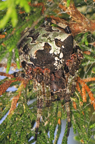 Giant Lichen Orbweaver