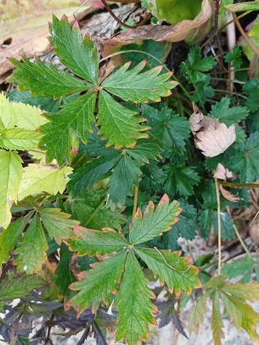 Potentilla chrysantha, photograph 6