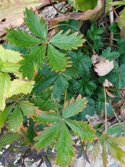Potentilla chrysantha, photograph (c) open_a_ir, some rights reserved (CC BY)