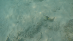 Chaetodon decussatus