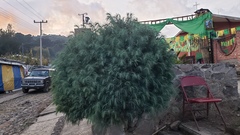 Pinus maximartinezii