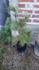 Pinus maximartinezii