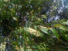 Prunus serotina capuli