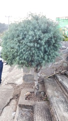 Pinus maximartinezii