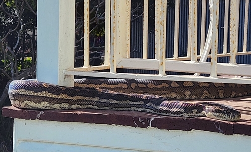 Coastal Carpet Python sighting