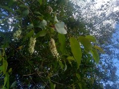 Prunus serotina capuli