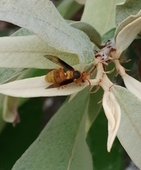 Parachartergus colobopterus