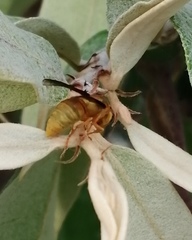 Parachartergus colobopterus