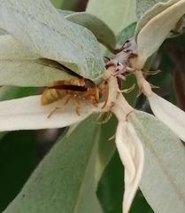 Parachartergus colobopterus