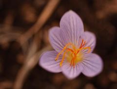 Crocus cancellatus